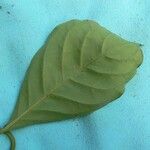 Psychotria cupularis Leaf