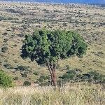 Zanthoxylum chalybeum आदत