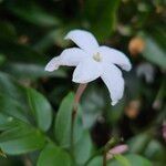 Jasminum officinale Квітка