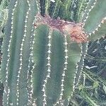 Euphorbia abyssinica Bark