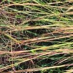 Heteropogon contortus Flor