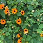 Thunbergia alataFlower