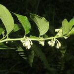 Solanum aphyodendron