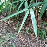 Phyllostachys sulphurea Folha