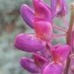 Lupinus × regalis Λουλούδι