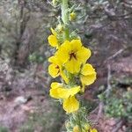 Verbascum boerhaviiFlower