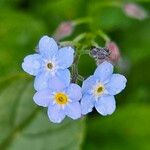 Myosotis sylvatica 花