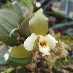 Pholidota pallida Flor