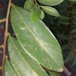Bridelia tomentosa Leaf