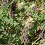 Astragalus cicer ഫലം