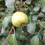 Pyrus cordata Fruto