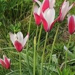 Tulipa clusiana Habitus