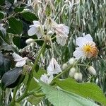 Sparrmannia africana പുഷ്പം