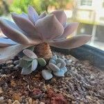 Echeveria laui ഇല