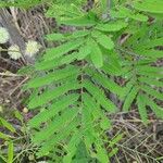 Acacia berlandieri Hoja