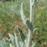 Achillea coarctata 葉