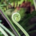 Asplenium harpeodes Annet