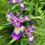 Iris versicolor Flors
