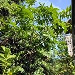 Carya illinoinensis Hábitos
