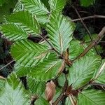 Carpinus orientalis Blad