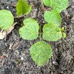 Acalypha chamaedrifolia Leaf