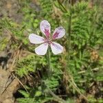 Erodium tordylioides Blüte