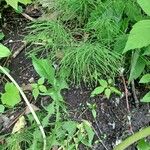 Equisetum pratense Лист