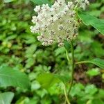 Asclepias variegata Цвят