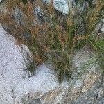 Juncus maritimus Habit