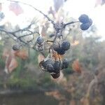 Triadica sebifera Fruit