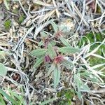 Collinsia parviflora Blad