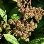 Rodgersia aesculifolia Meyve