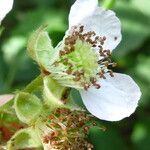 Rubus montanus Bloem