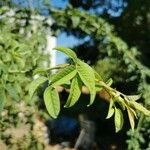 Rosa tomentosa Blad