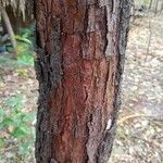 Santalum album Bark