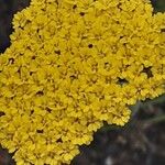 Achillea clypeolata പുഷ്പം