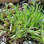 Leontopodium himalayanum Habit