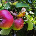 Malus domestica Fruit