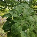 Acer capillipes Folha