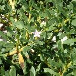 Sesuvium portulacastrum Muu