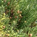 Lavandula viridis Alkat (teljes növény)