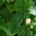 Crepis lampsanoides Leaf