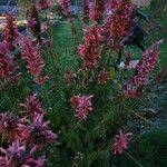 Agastache urticifolia Habitus