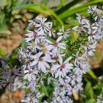 Symphyotrichum cordifoliumBlomst