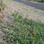 Artemisia campestris Foglia