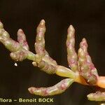 Salicornia procumbens Плід