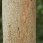 Mouriri nervosa Kabuk