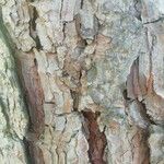 Pinus echinata Bark