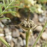 Kallstroemia grandiflora Плод