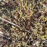 Sesuvium portulacastrum Leht